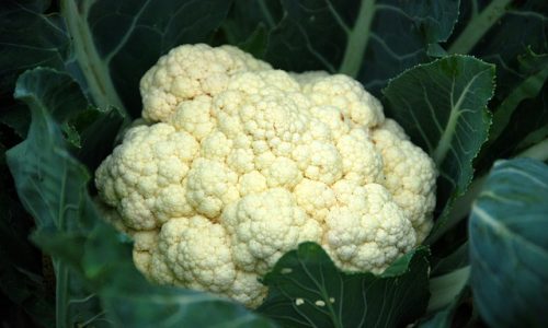 cauliflower-g82c0c55cb_640