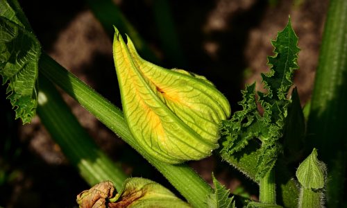 courgette-flower-3718431_1920
