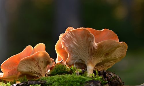 mushrooms-5764816_1920